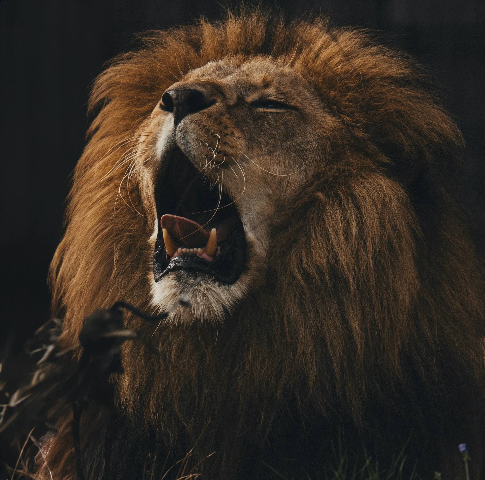 Roaring lion